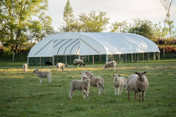 Sheep housing